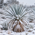 Juka (Yucca Rostrata) ‘SAPPHIRE SKIES’® – výška 10-20 cm, kont. C2L (-20°C)